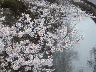 高島城桜.jpg