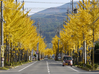 gold leafs.jpg
